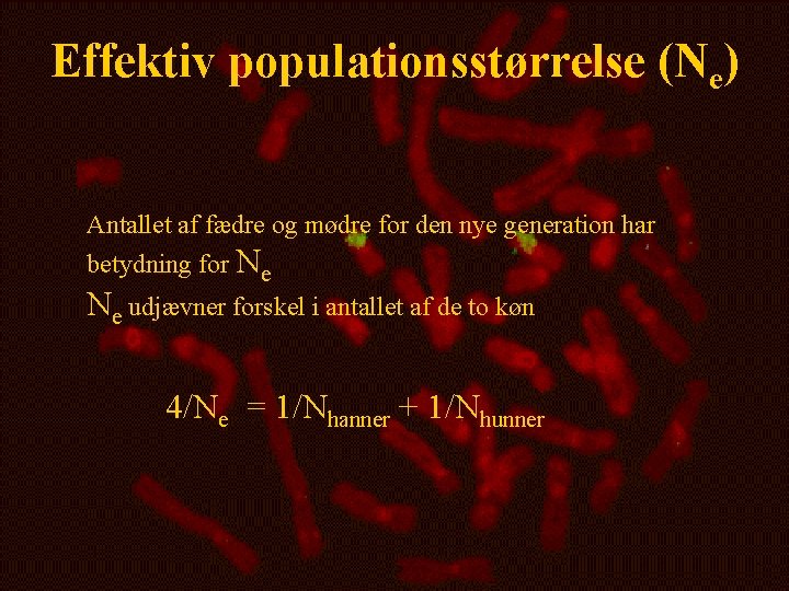 Effektiv populationsstørrelse (Ne) Antallet af fædre og mødre for den nye generation har betydning