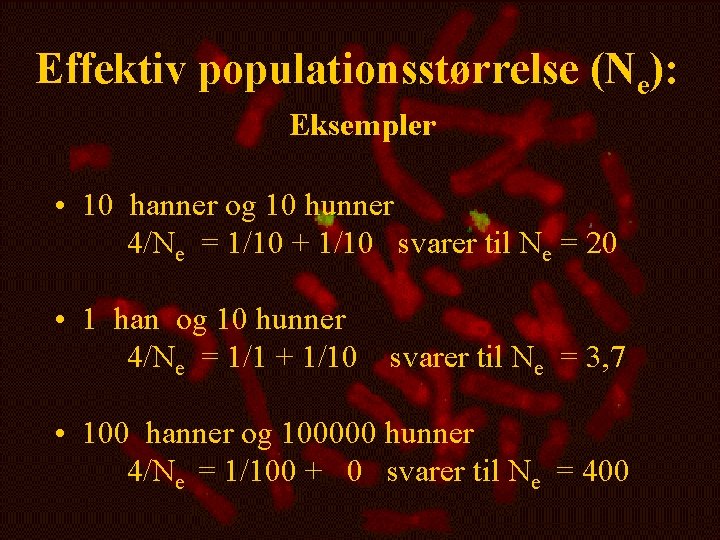 Effektiv populationsstørrelse (Ne): Eksempler • 10 hanner og 10 hunner 4/Ne = 1/10 +