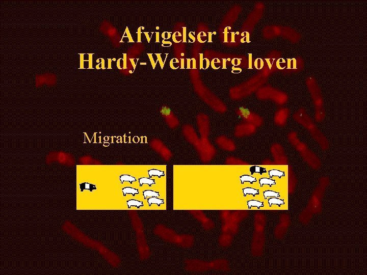 Afvigelser fra Hardy-Weinberg loven Migration 