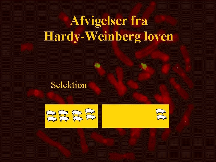 Afvigelser fra Hardy-Weinberg loven Selektion 