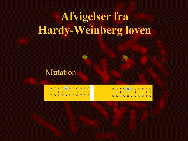 Afvigelser fra Hardy-Weinberg loven Mutation 