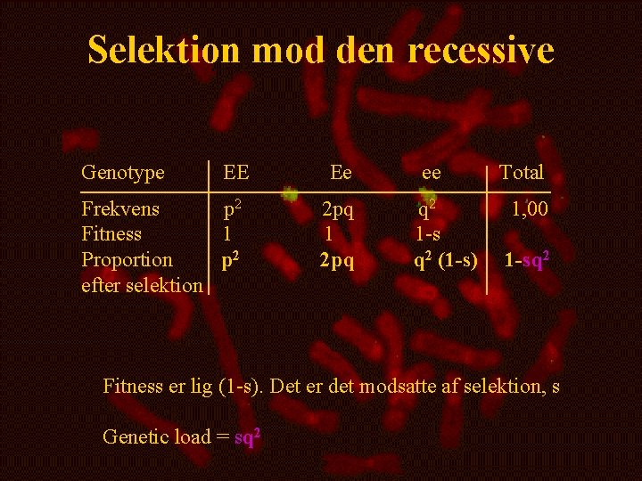 Selektion mod den recessive Genotype EE Frekvens p 2 Fitness 1 Proportion p 2
