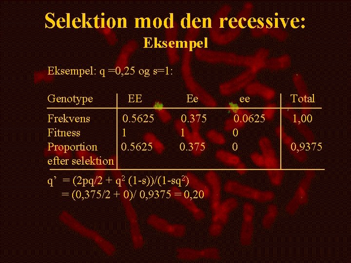 Selektion mod den recessive: Eksempel: q =0, 25 og s=1: Genotype EE Frekvens 0.