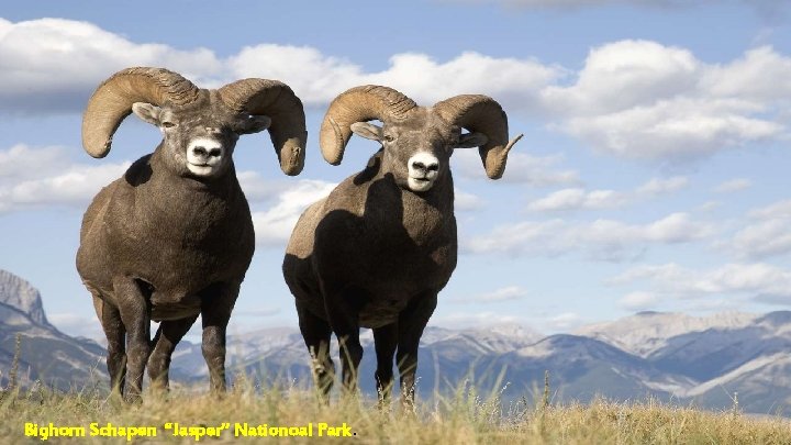 Bighorn Schapen “Jasper” Nationoal Park. 