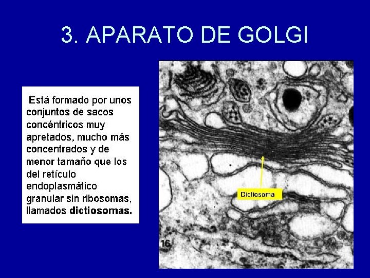 3. APARATO DE GOLGI 