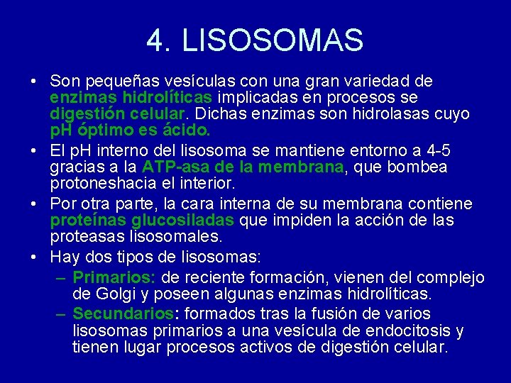 4. LISOSOMAS • Son pequeñas vesículas con una gran variedad de enzimas hidrolíticas implicadas