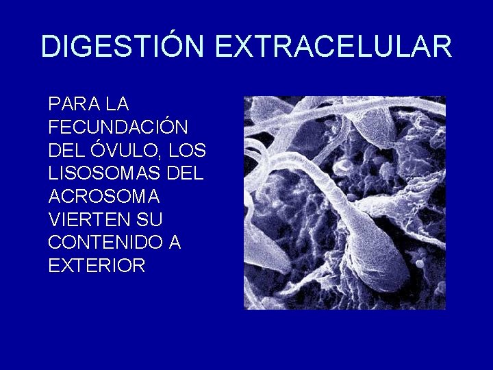 DIGESTIÓN EXTRACELULAR PARA LA FECUNDACIÓN DEL ÓVULO, LOS LISOSOMAS DEL ACROSOMA VIERTEN SU CONTENIDO