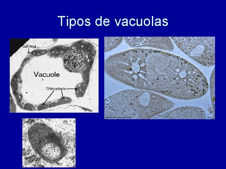 Tipos de vacuolas 