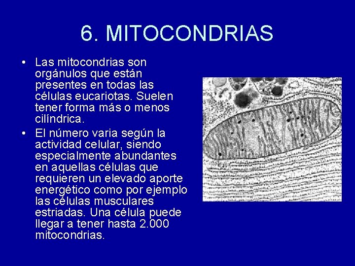6. MITOCONDRIAS • Las mitocondrias son orgánulos que están presentes en todas las células