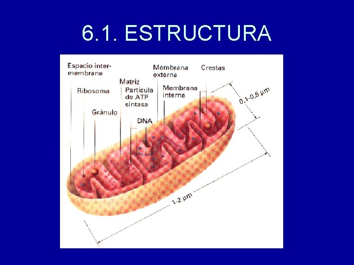 6. 1. ESTRUCTURA 