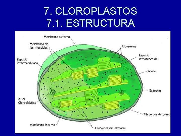 7. CLOROPLASTOS 7. 1. ESTRUCTURA 