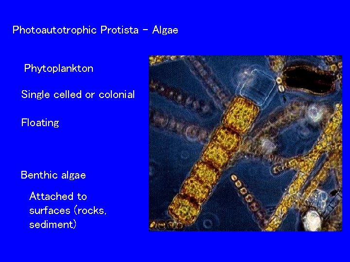 Photoautotrophic Protista – Algae Phytoplankton Single celled or colonial Floating Benthic algae Attached to