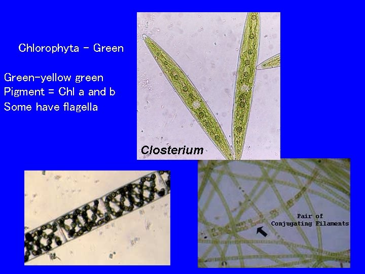 Chlorophyta - Green-yellow green Pigment = Chl a and b Some have flagella 