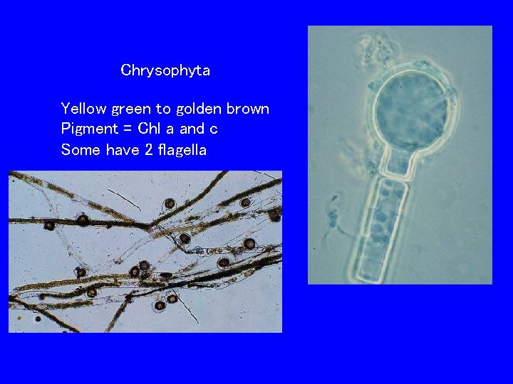 Chrysophyta Yellow green to golden brown Pigment = Chl a and c Some have