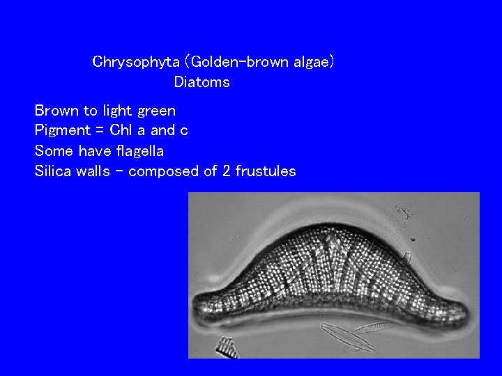 Chrysophyta (Golden-brown algae) Diatoms Brown to light green Pigment = Chl a and c