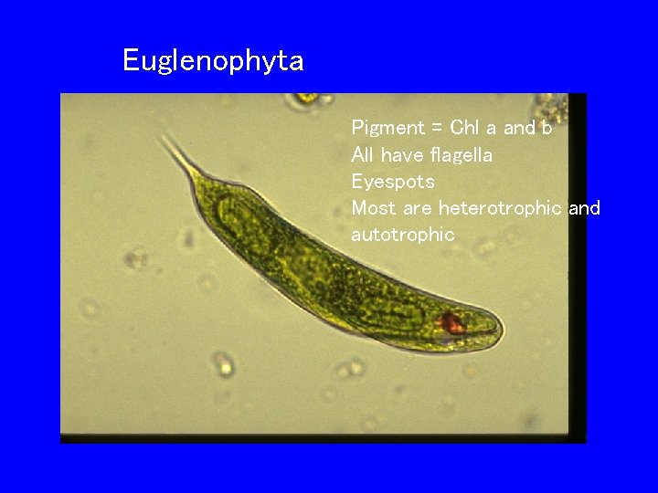 Euglenophyta Pigment = Chl a and b All have flagella Eyespots Most are heterotrophic
