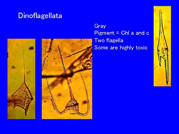 Dinoflagellata Gray Pigment = Chl a and c Two flagella Some are highly toxic