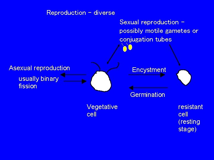 Reproduction - diverse Sexual reproduction – possibly motile gametes or conjugation tubes Asexual reproduction