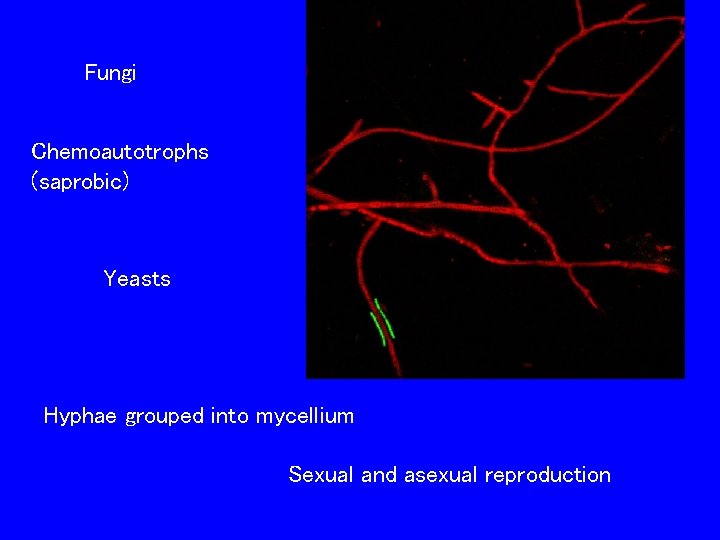 Fungi Chemoautotrophs (saprobic) Yeasts Hyphae grouped into mycellium Sexual and asexual reproduction 