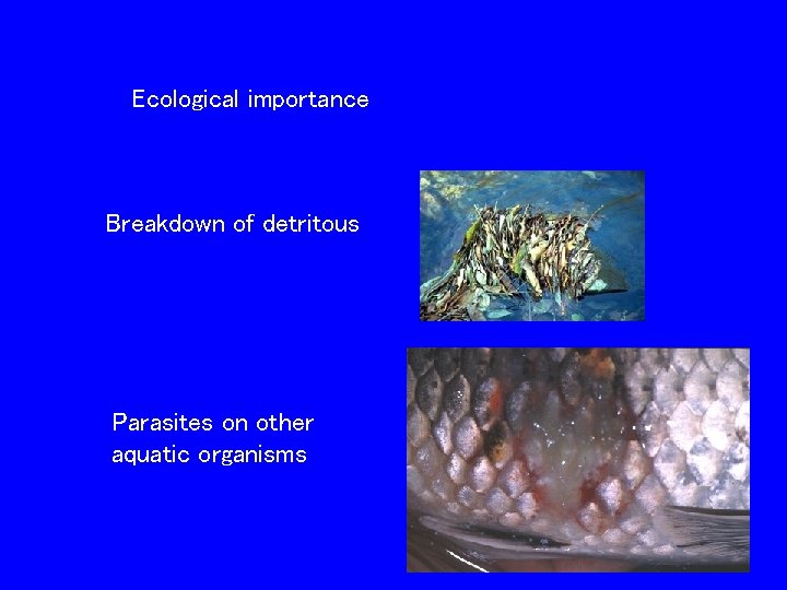 Ecological importance Breakdown of detritous Parasites on other aquatic organisms 