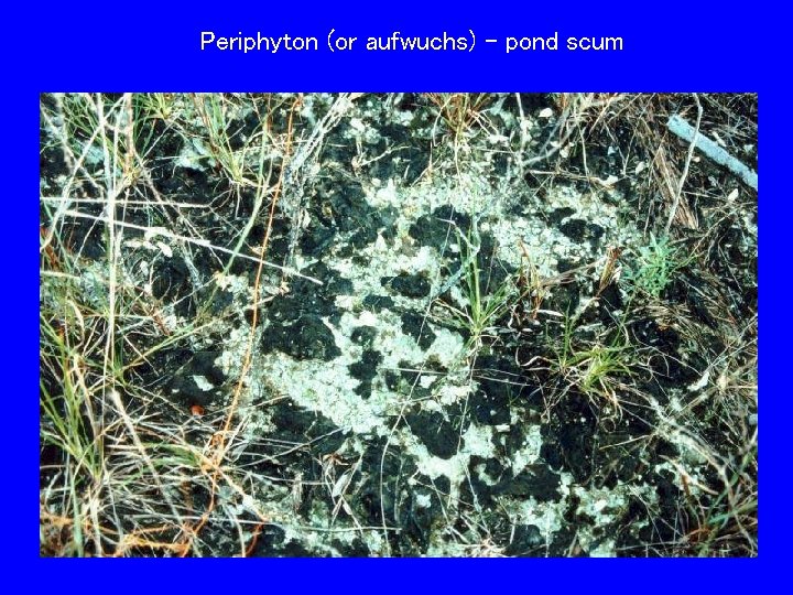 Periphyton (or aufwuchs) – pond scum 
