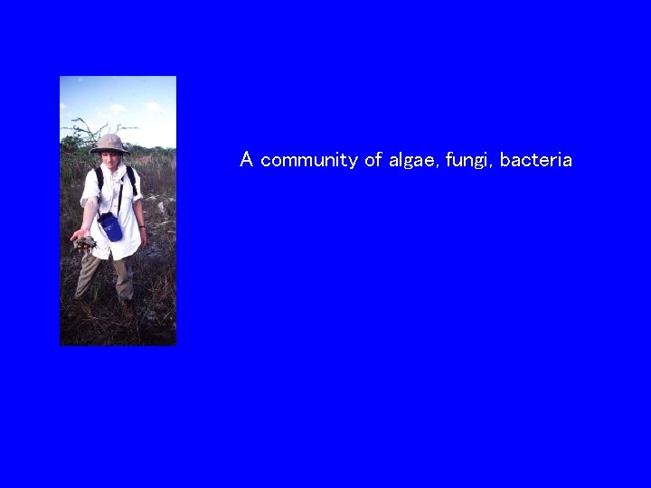 A community of algae, fungi, bacteria 