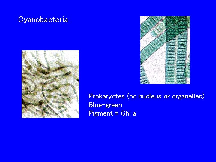 Cyanobacteria Prokaryotes (no nucleus or organelles) Blue-green Pigment = Chl a 