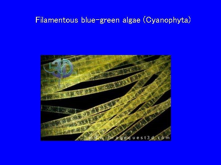 Filamentous blue-green algae (Cyanophyta) 