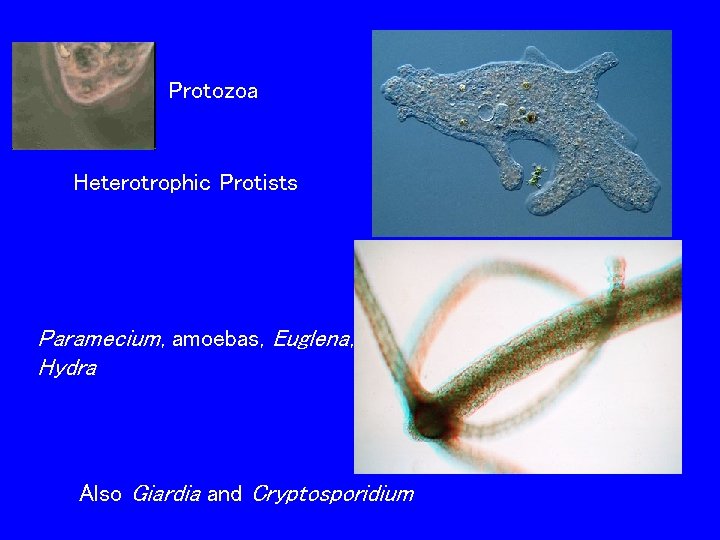 Protozoa Heterotrophic Protists Paramecium, amoebas, Euglena, Hydra Also Giardia and Cryptosporidium 