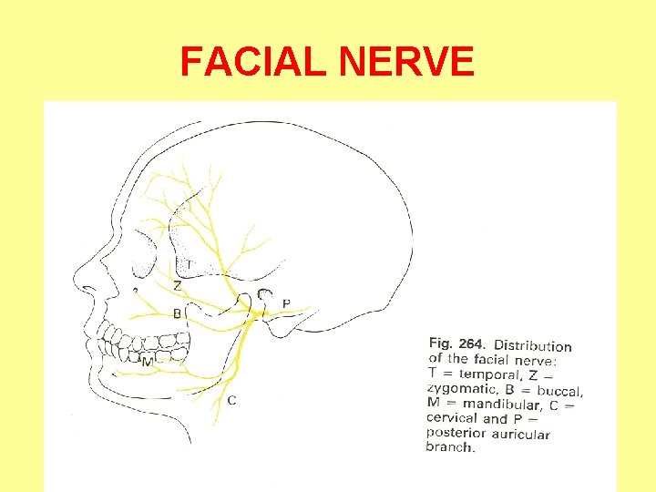 FACIAL NERVE 