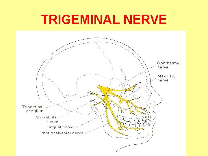 TRIGEMINAL NERVE 