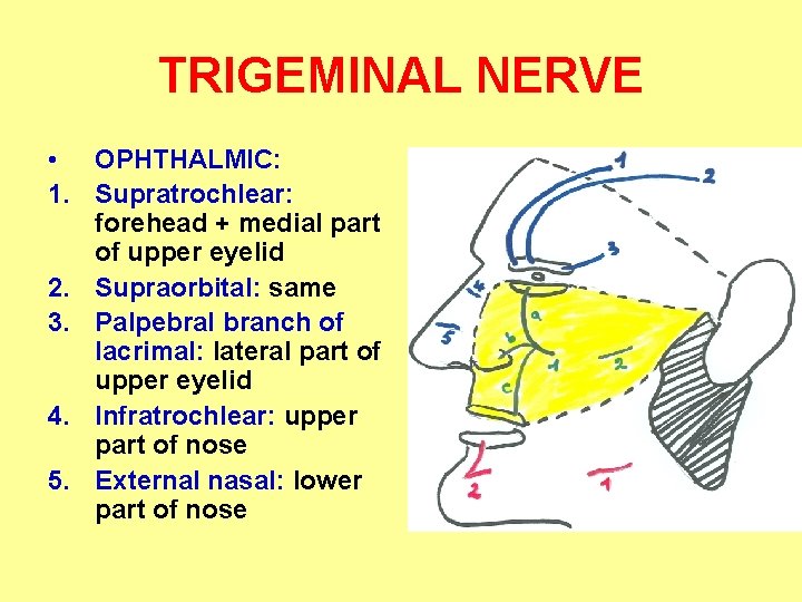 TRIGEMINAL NERVE • OPHTHALMIC: 1. Supratrochlear: forehead + medial part of upper eyelid 2.