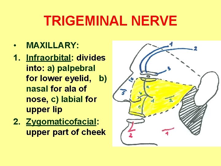 TRIGEMINAL NERVE • MAXILLARY: 1. Infraorbital: divides into: a) palpebral for lower eyelid, b)