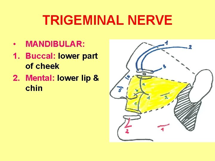 TRIGEMINAL NERVE • MANDIBULAR: 1. Buccal: lower part of cheek 2. Mental: lower lip