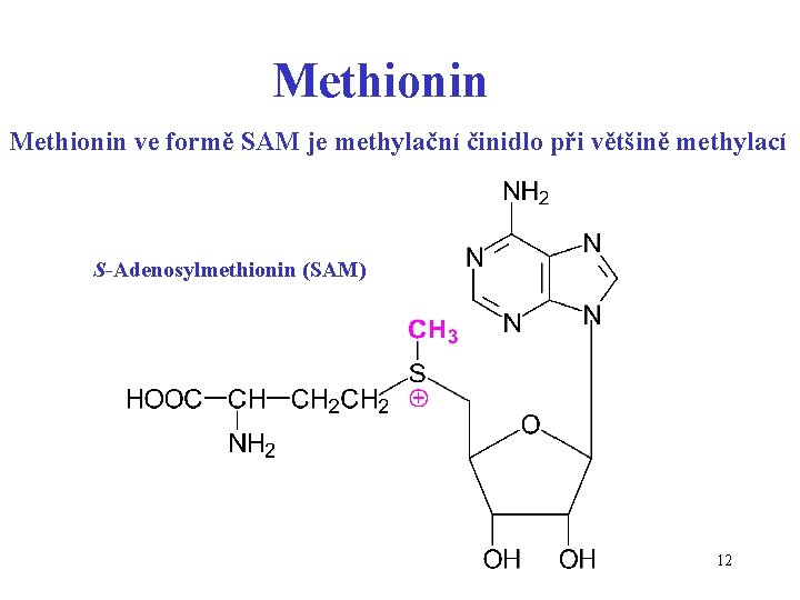 Methionin ve formě SAM je methylační činidlo při většině methylací S-Adenosylmethionin (SAM) 12 
