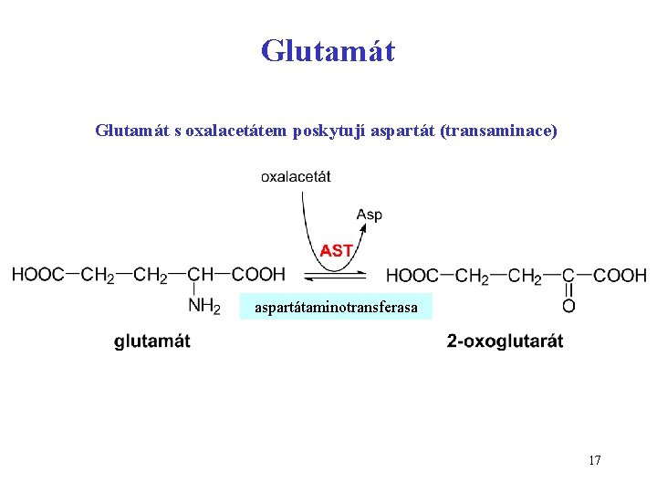 Glutamát s oxalacetátem poskytují aspartát (transaminace) aspartátaminotransferasa 17 