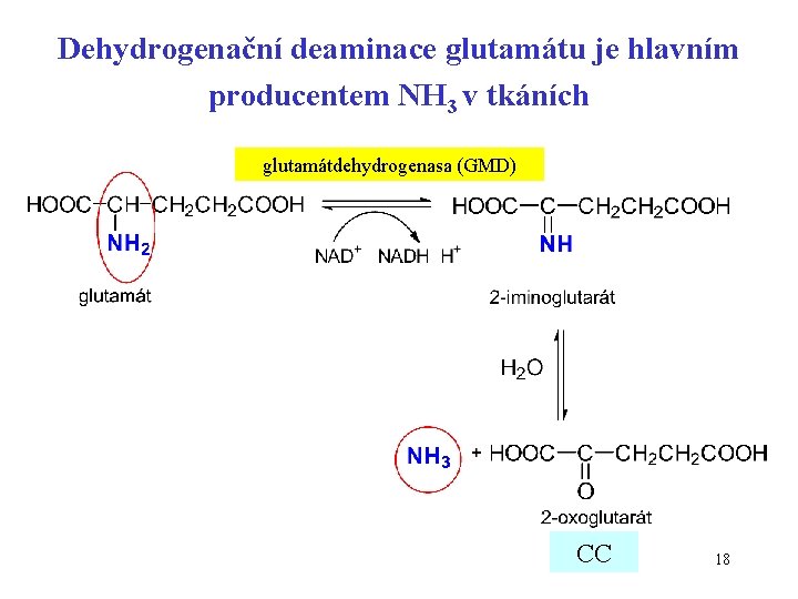 Dehydrogenační deaminace glutamátu je hlavním producentem NH 3 v tkáních glutamátdehydrogenasa (GMD) CC 18