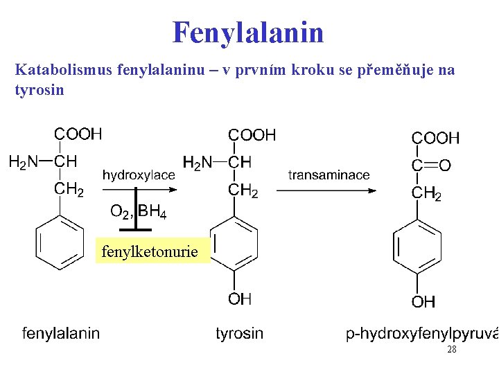 Fenylalanin Katabolismus fenylalaninu – v prvním kroku se přeměňuje na tyrosin fenylketonurie 28 