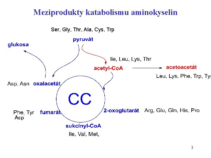 Meziprodukty katabolismu aminokyselin Ser, Gly, Thr, Ala, Cys, Trp Asp 3 