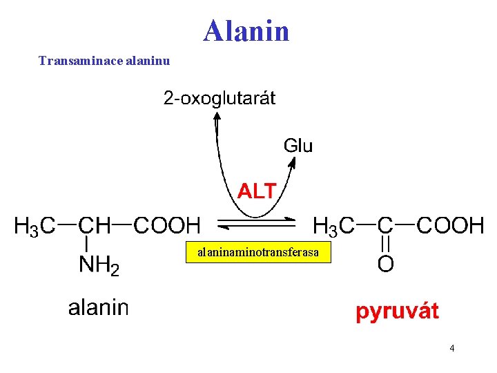 Alanin Transaminace alaninu alaninaminotransferasa 4 