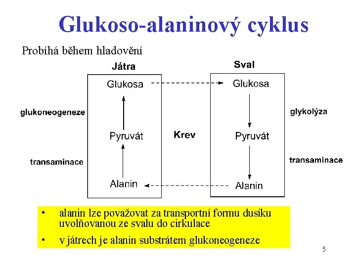 Glukoso-alaninový cyklus Probíhá během hladovění • alanin lze považovat za transportní formu dusíku uvolňovanou