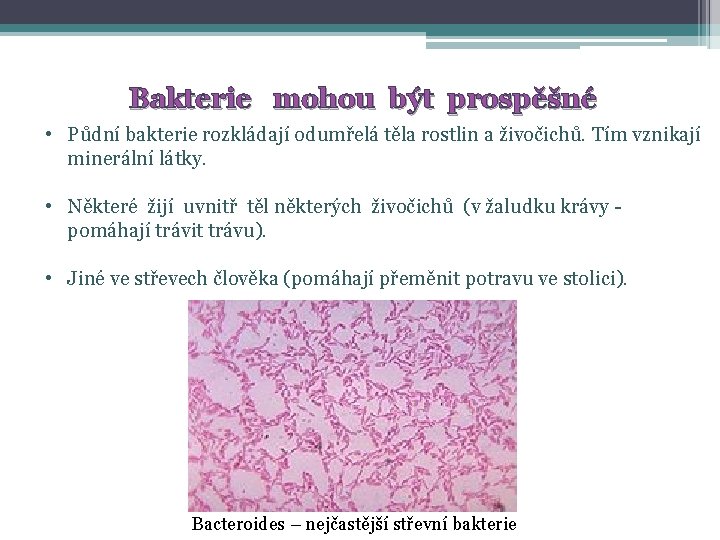 Bakterie mohou být prospěšné • Půdní bakterie rozkládají odumřelá těla rostlin a živočichů. Tím