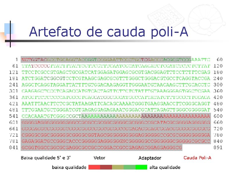 Artefato de cauda poli-A 