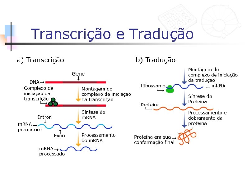 Transcrição e Tradução 