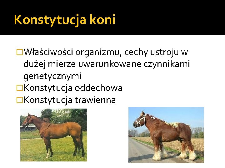 Konstytucja koni �Właściwości organizmu, cechy ustroju w dużej mierze uwarunkowane czynnikami genetycznymi �Konstytucja oddechowa