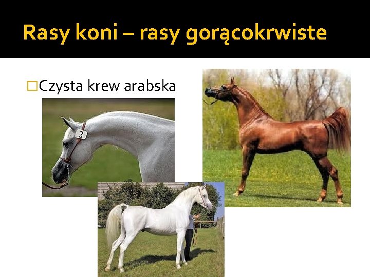 Rasy koni – rasy gorącokrwiste �Czysta krew arabska 