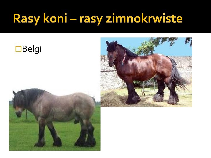 Rasy koni – rasy zimnokrwiste �Belgi 