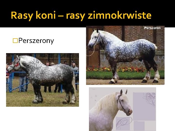 Rasy koni – rasy zimnokrwiste �Perszerony 