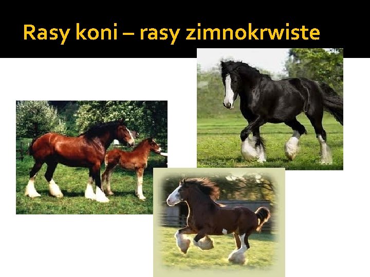 Rasy koni – rasy zimnokrwiste 