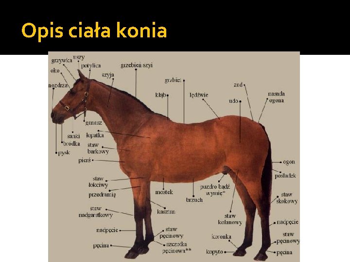 Opis ciała konia 